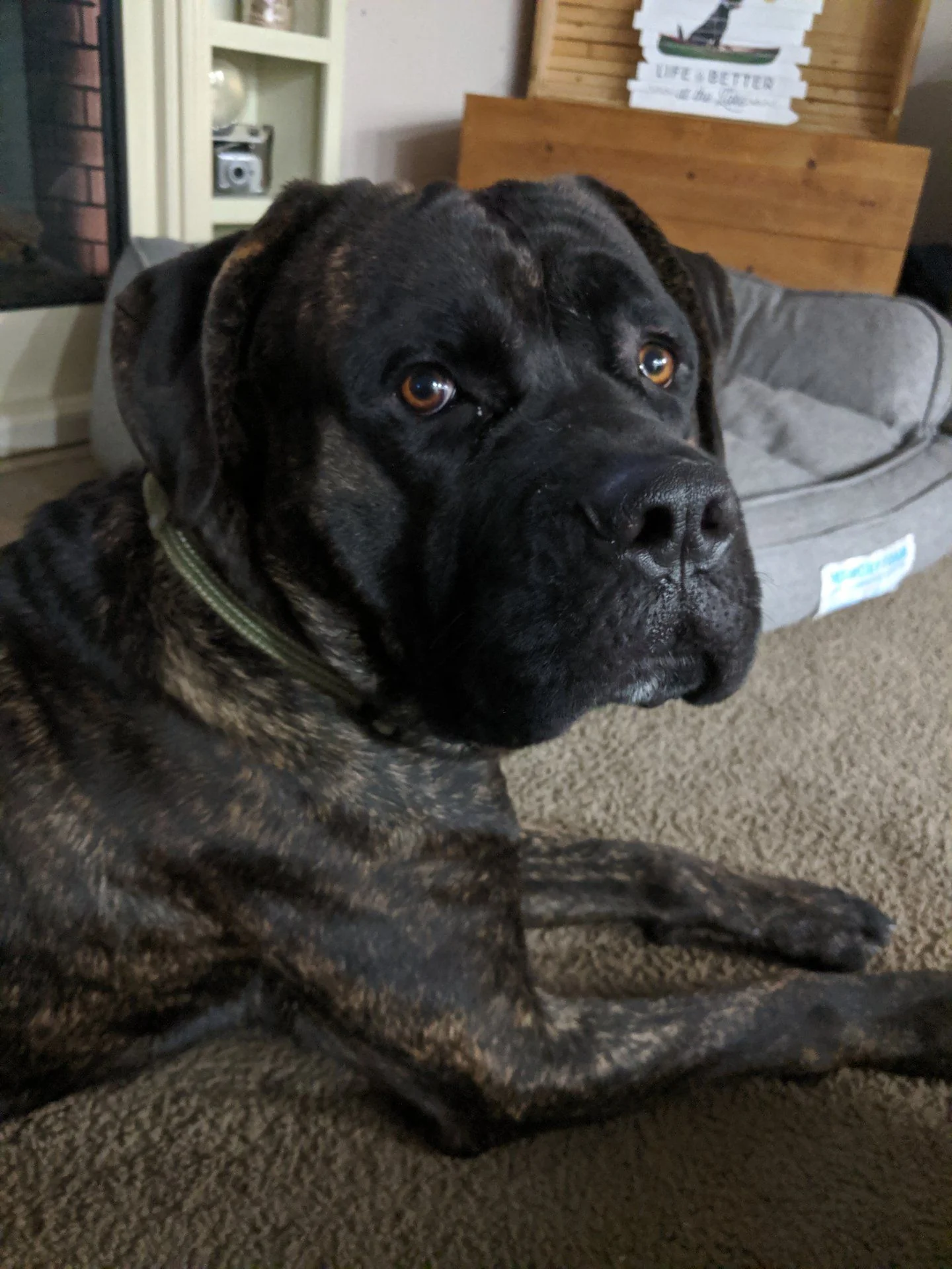 Cascade ridge best sale cane corso