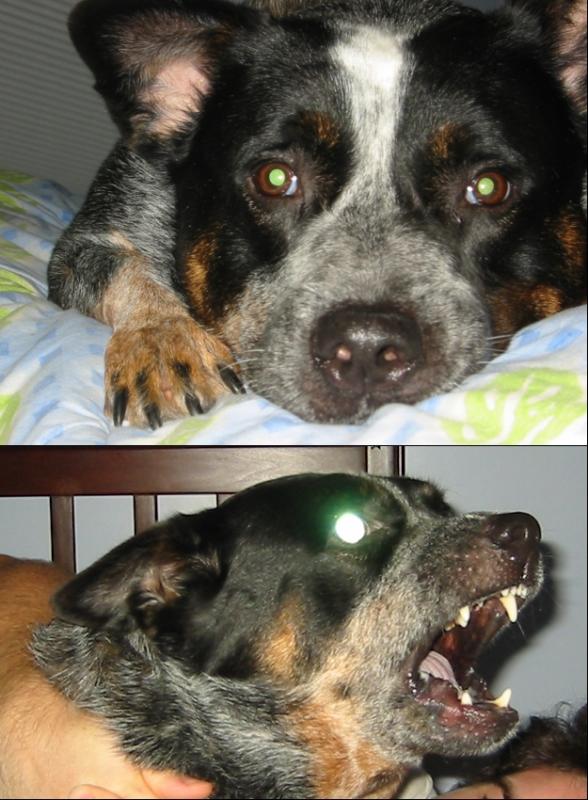 MyDingo2.jpg