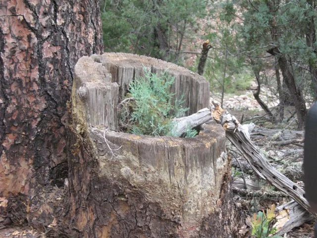 natures_planter.webp