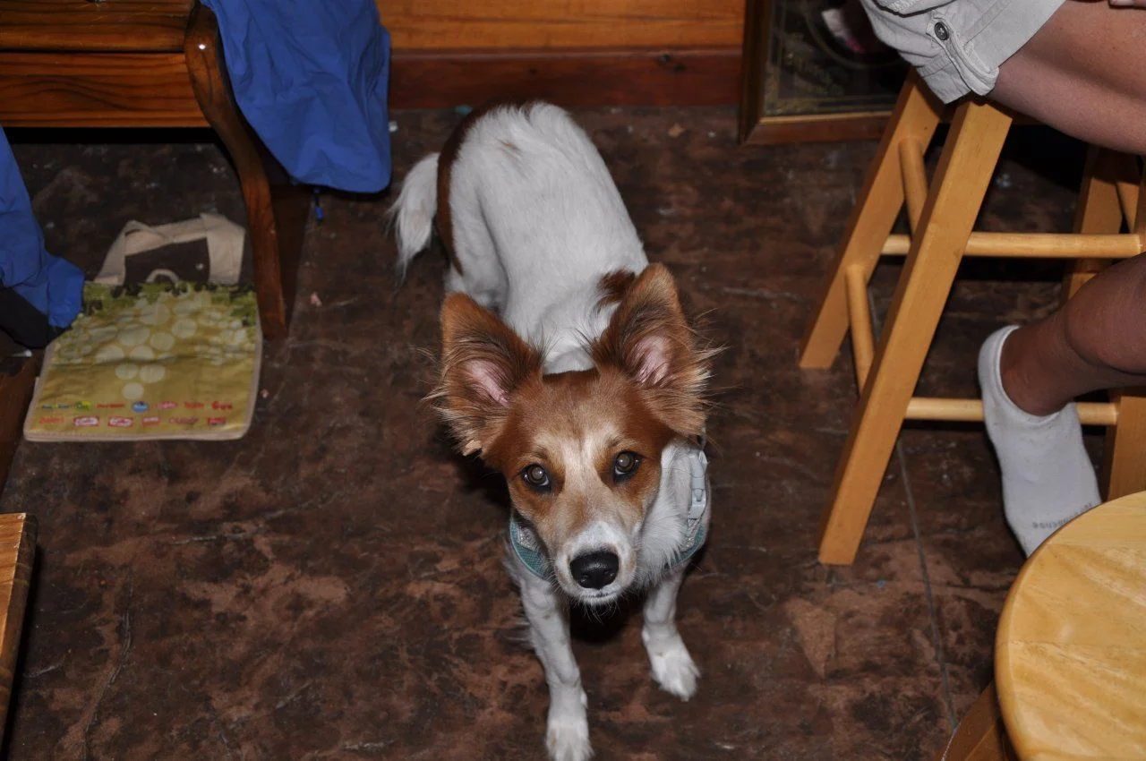 Nikon 069.webp