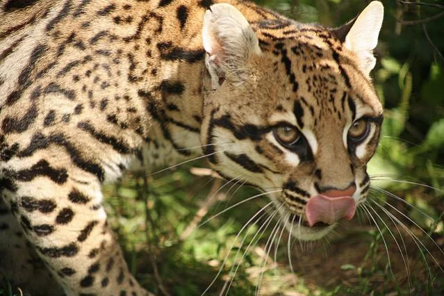 ocelot 11.webp