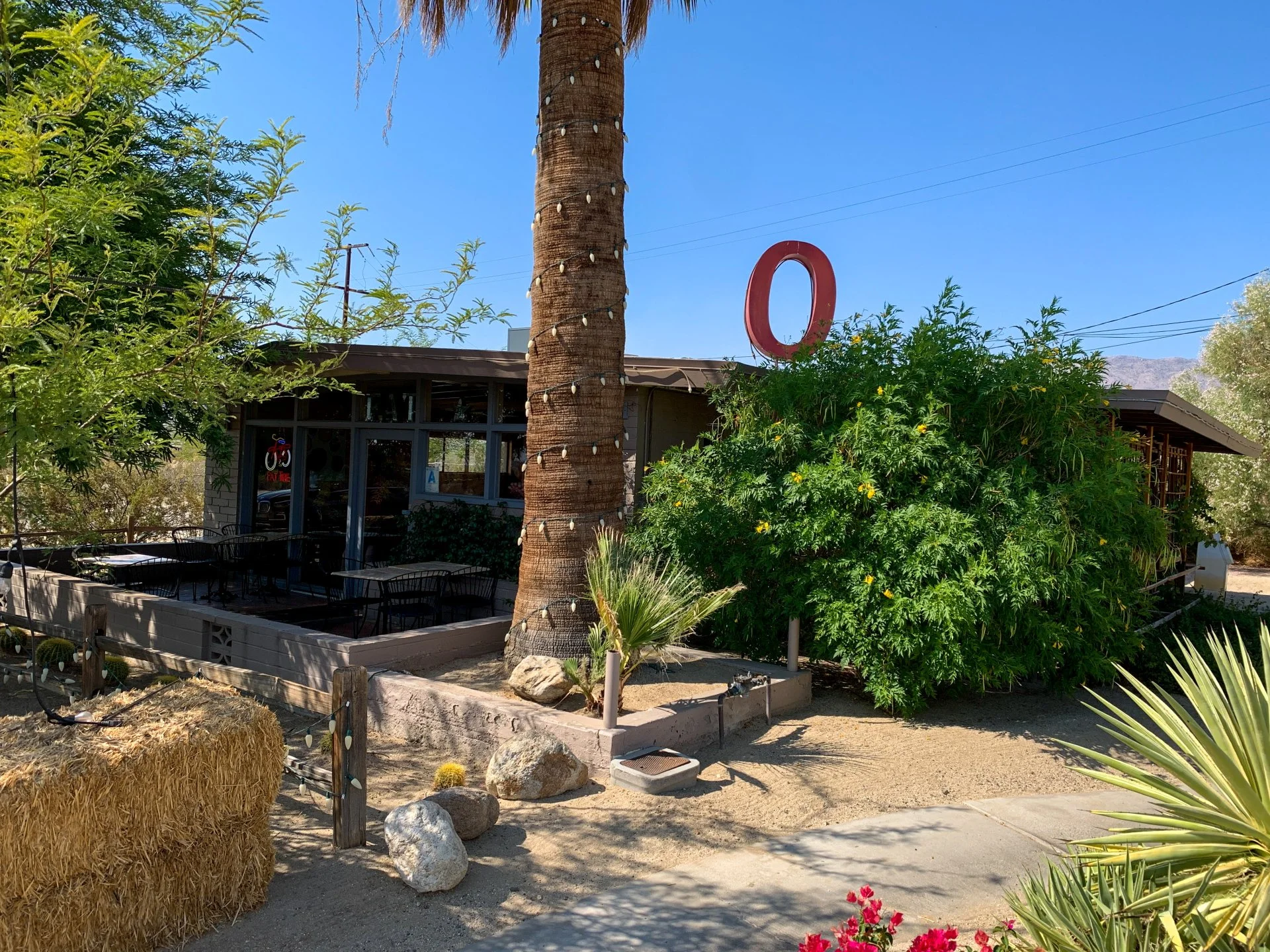 ocotillo.webp
