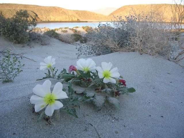 oenothera_sm.webp