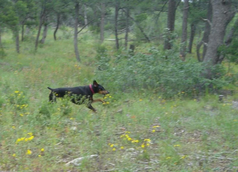 OF ears.webp