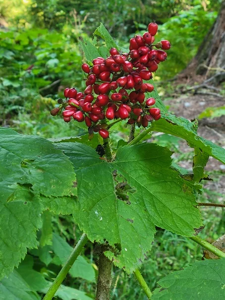 Oplopanax.jpg