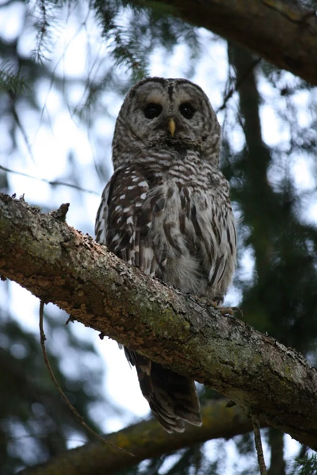 owl.webp