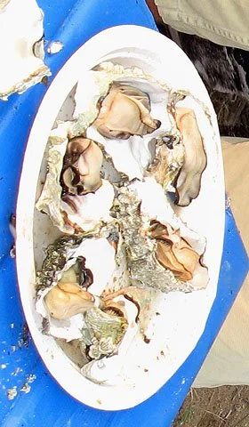 Oysters89.webp