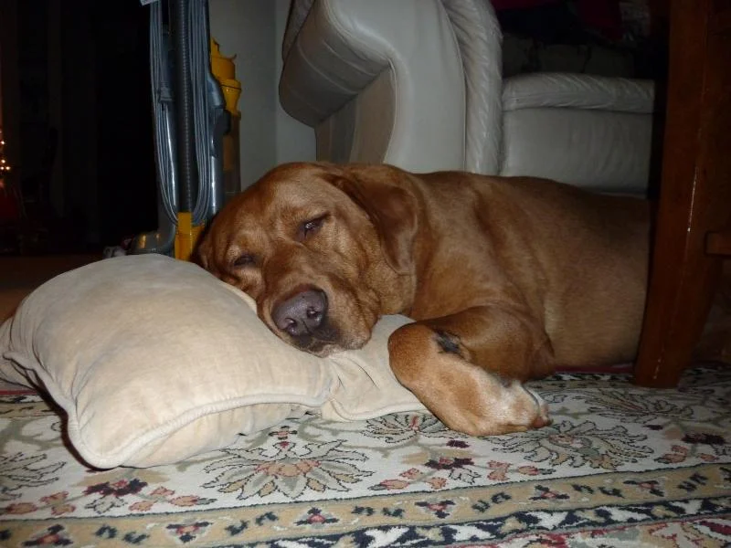 P1000031.webp