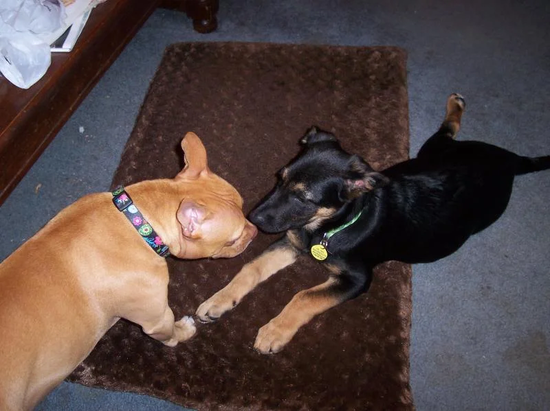 Pals 006.webp