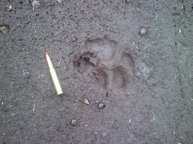 Paw print.jpg