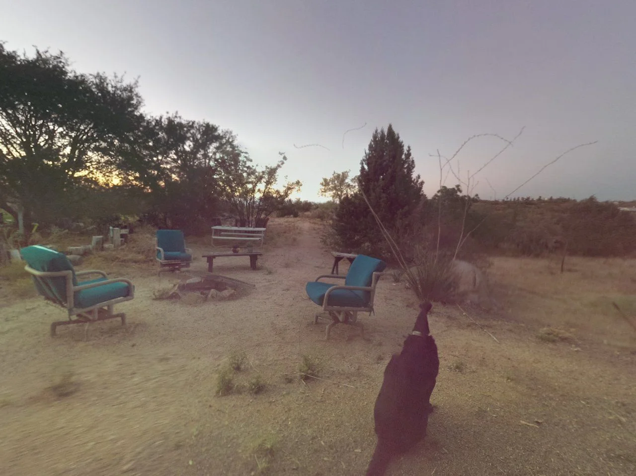 Pin headed dog.webp