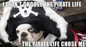 pirate bulldog (302x167).webp