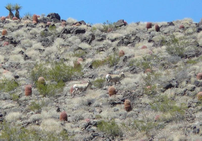 Piute Springs Animals.webp
