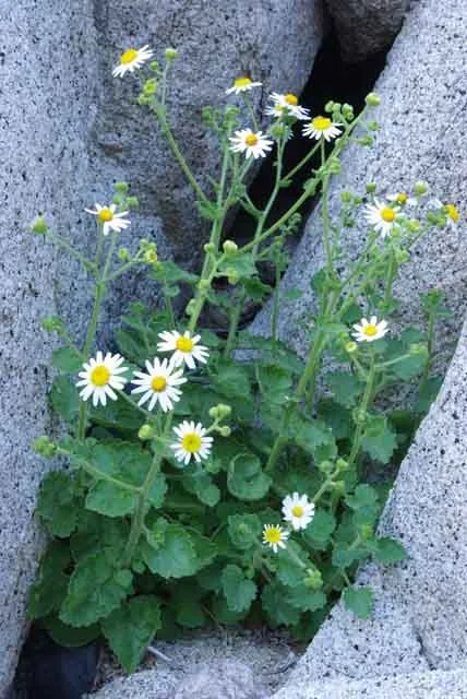 plant4.webp