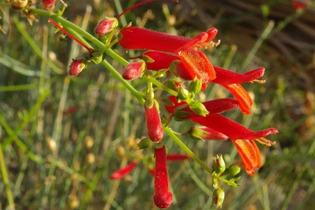 plant6.webp