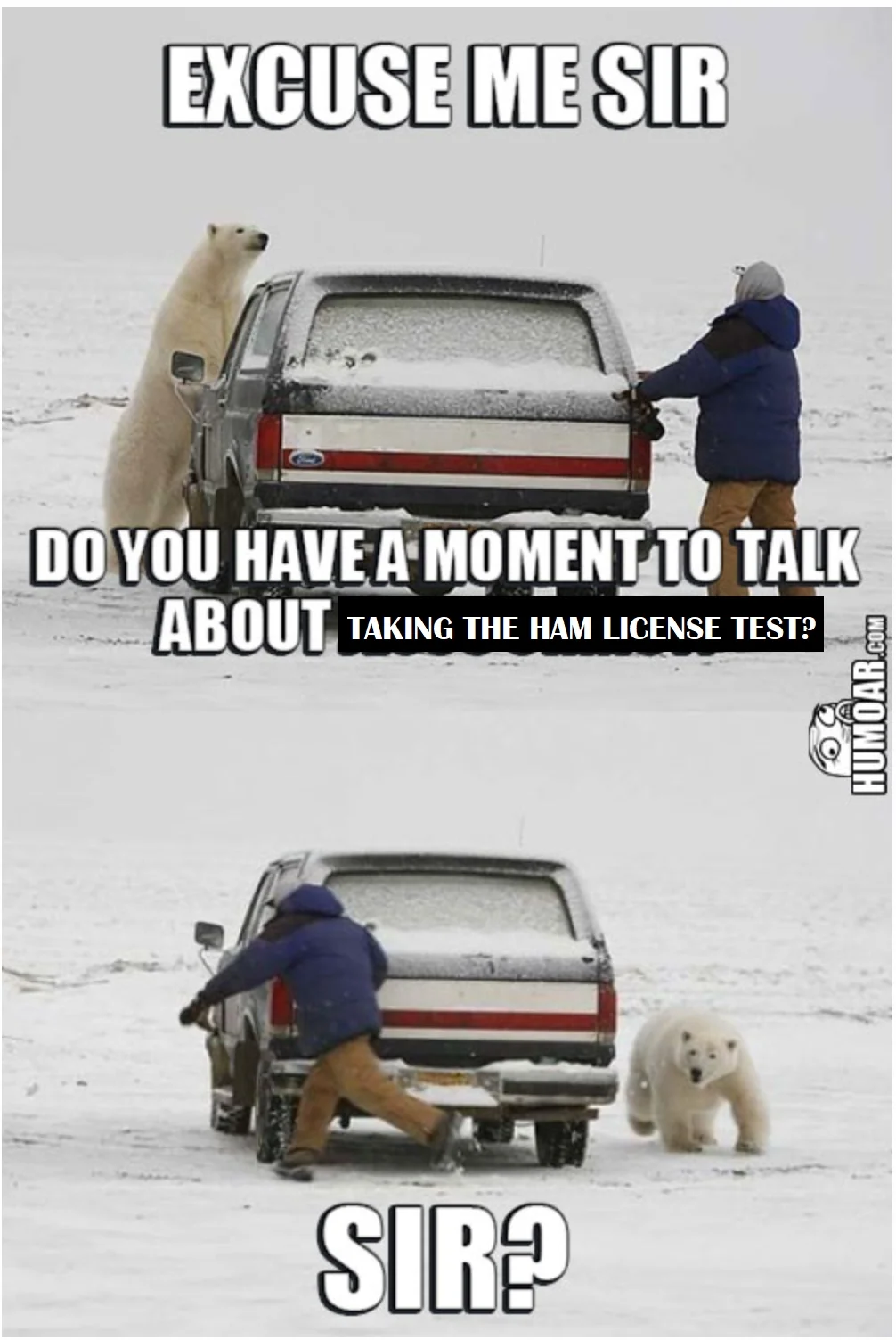 Polar Bear Ham Test.webp