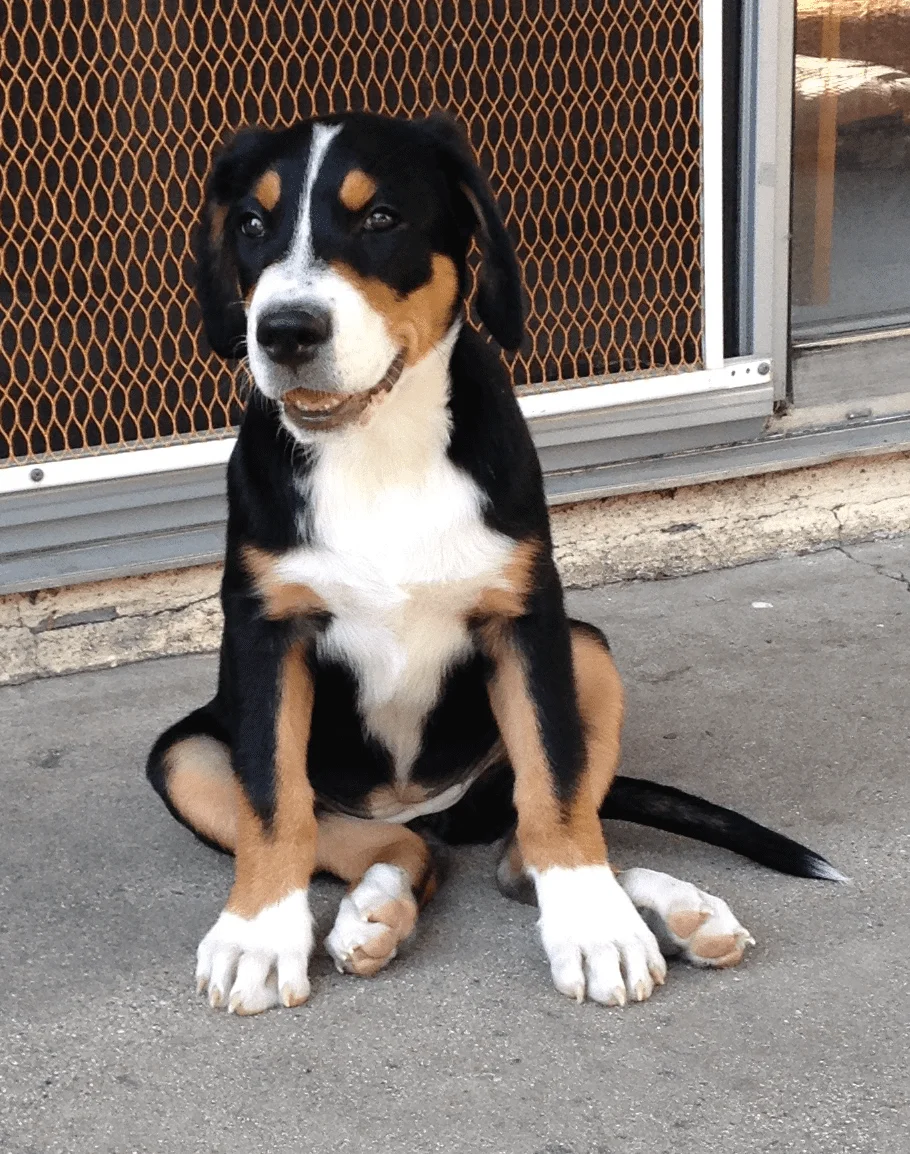 pooch.webp