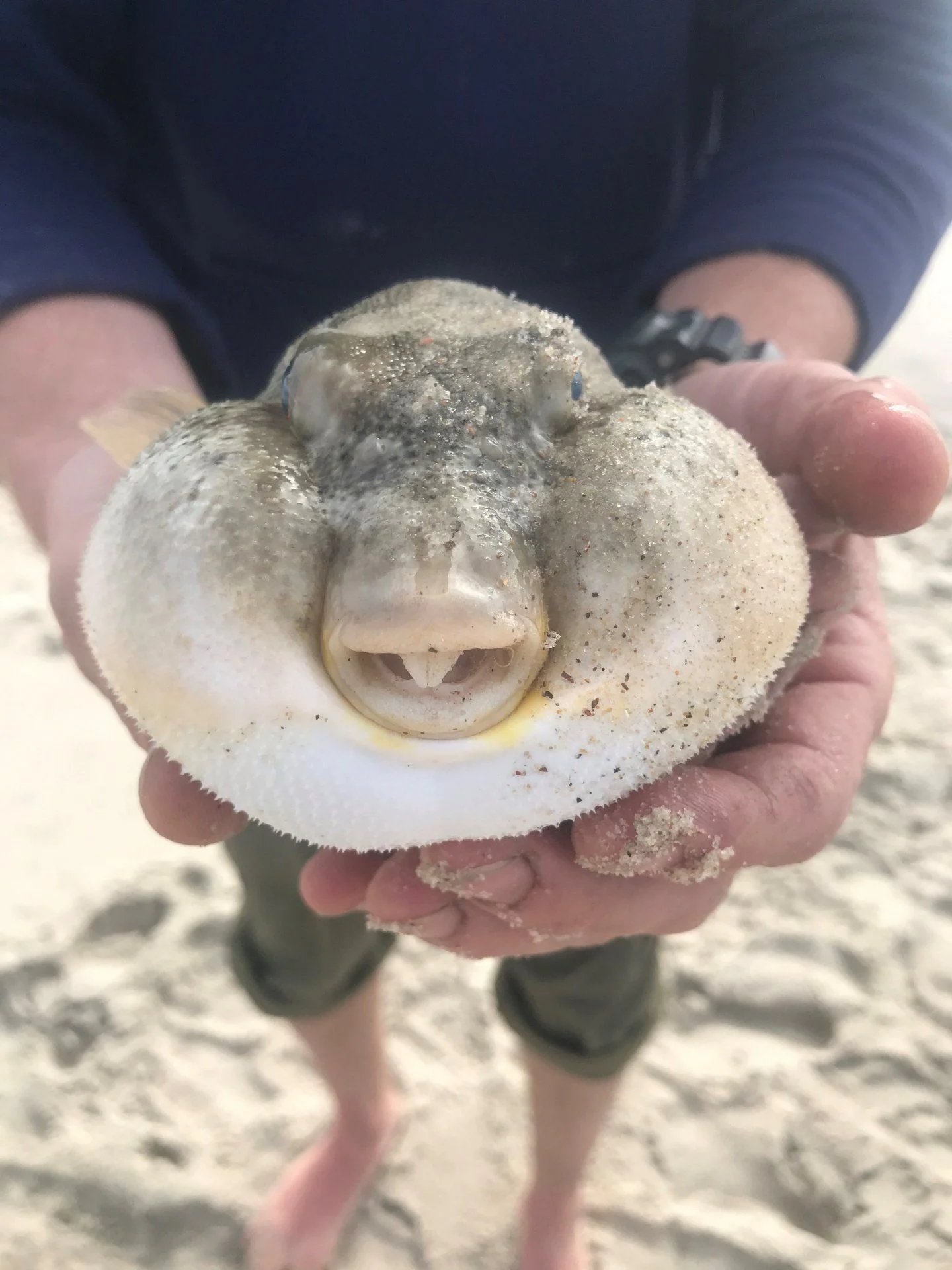 Puffer.webp