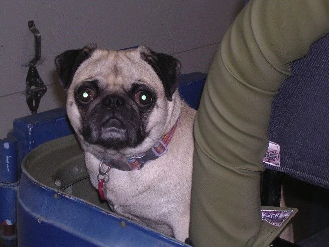 pug astern.jpg