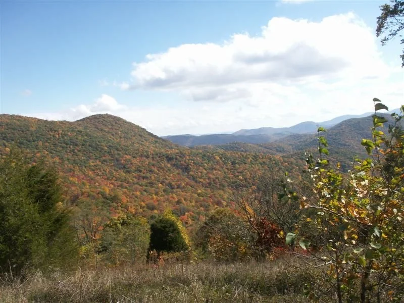 pumpkinpigrun07 021 (Medium).webp