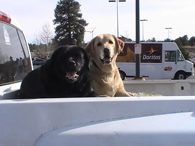 pups 003.webp