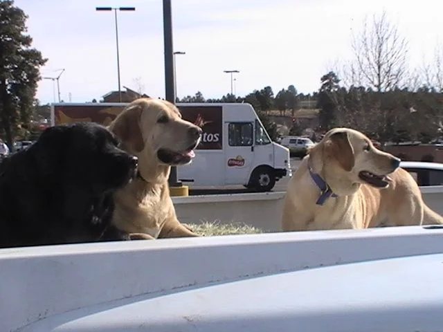 pups 005.webp