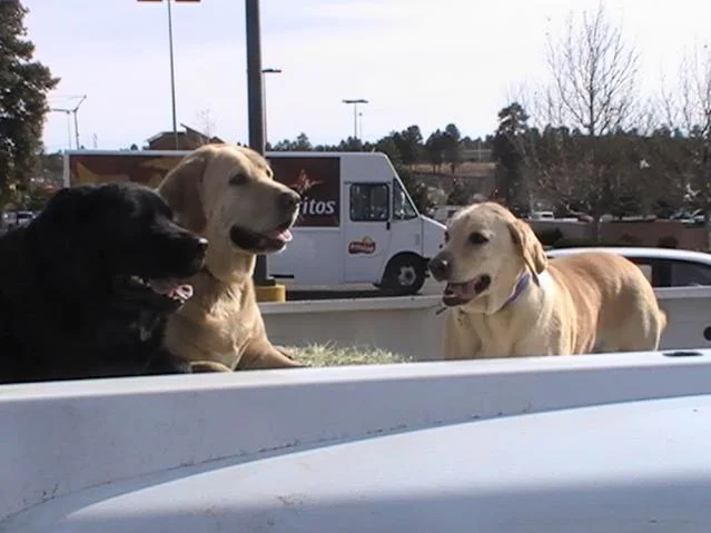 pups 006.webp