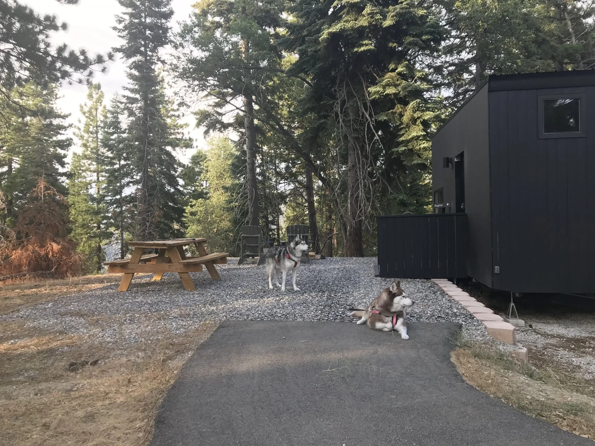 Pups Camping.webp