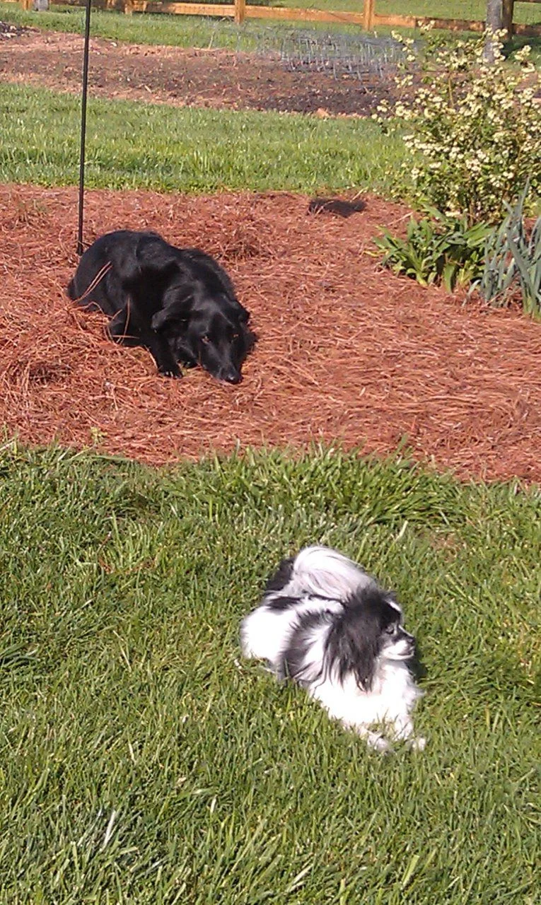 Pups.webp