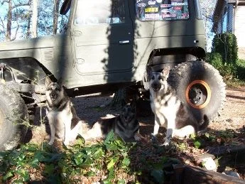 pups.webp