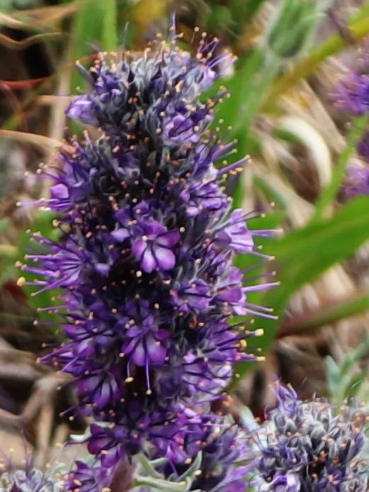 purple_flower.webp