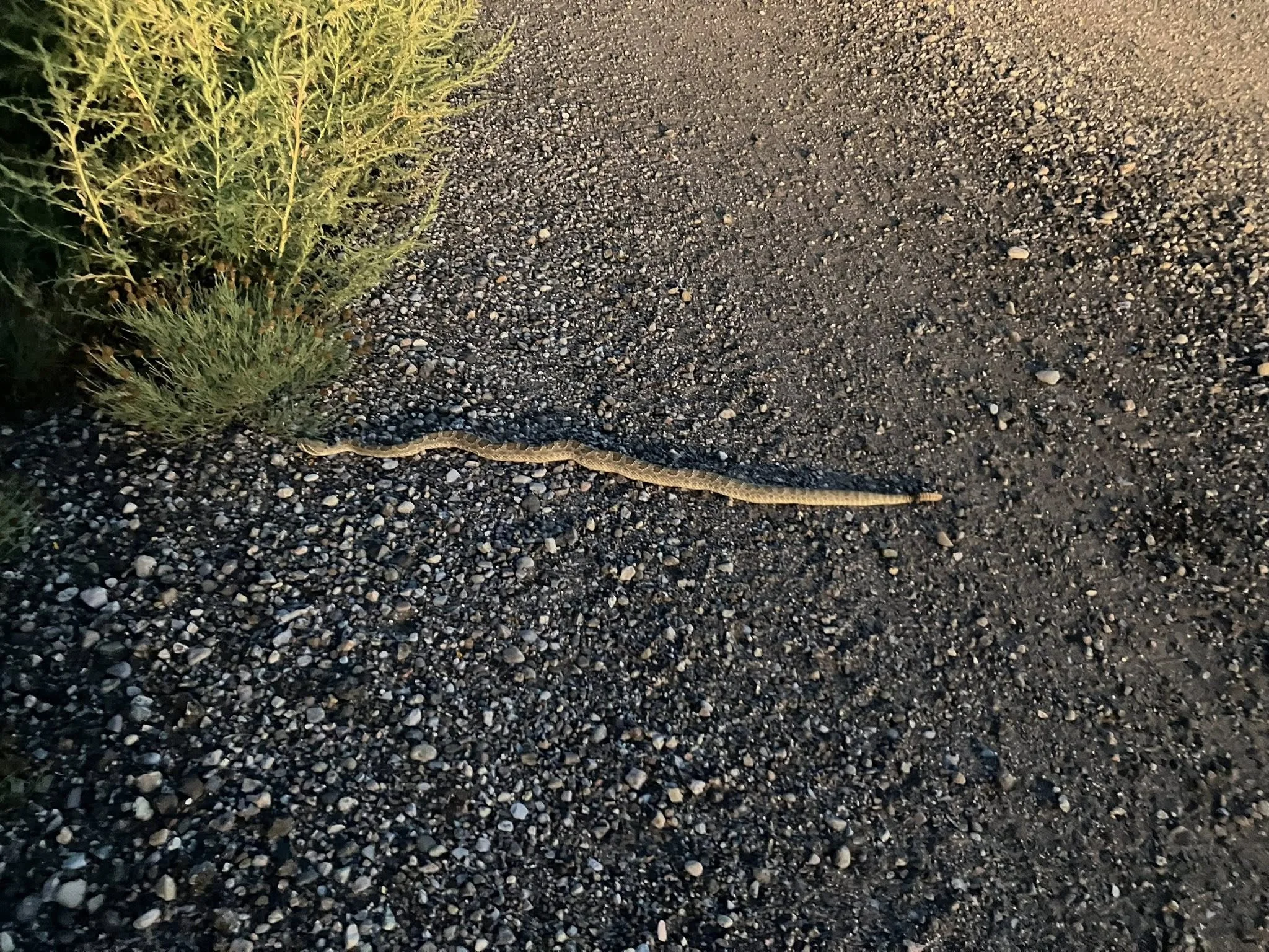 rattler9-1-25.webp