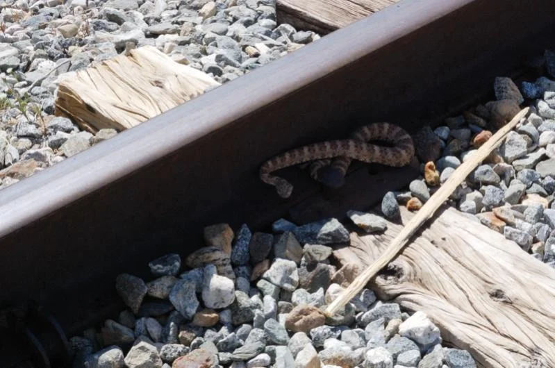 Rattlesnake.webp