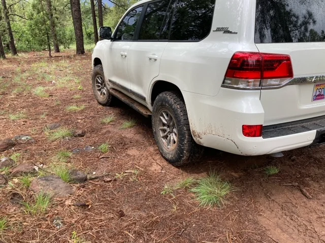 rear forest.webp
