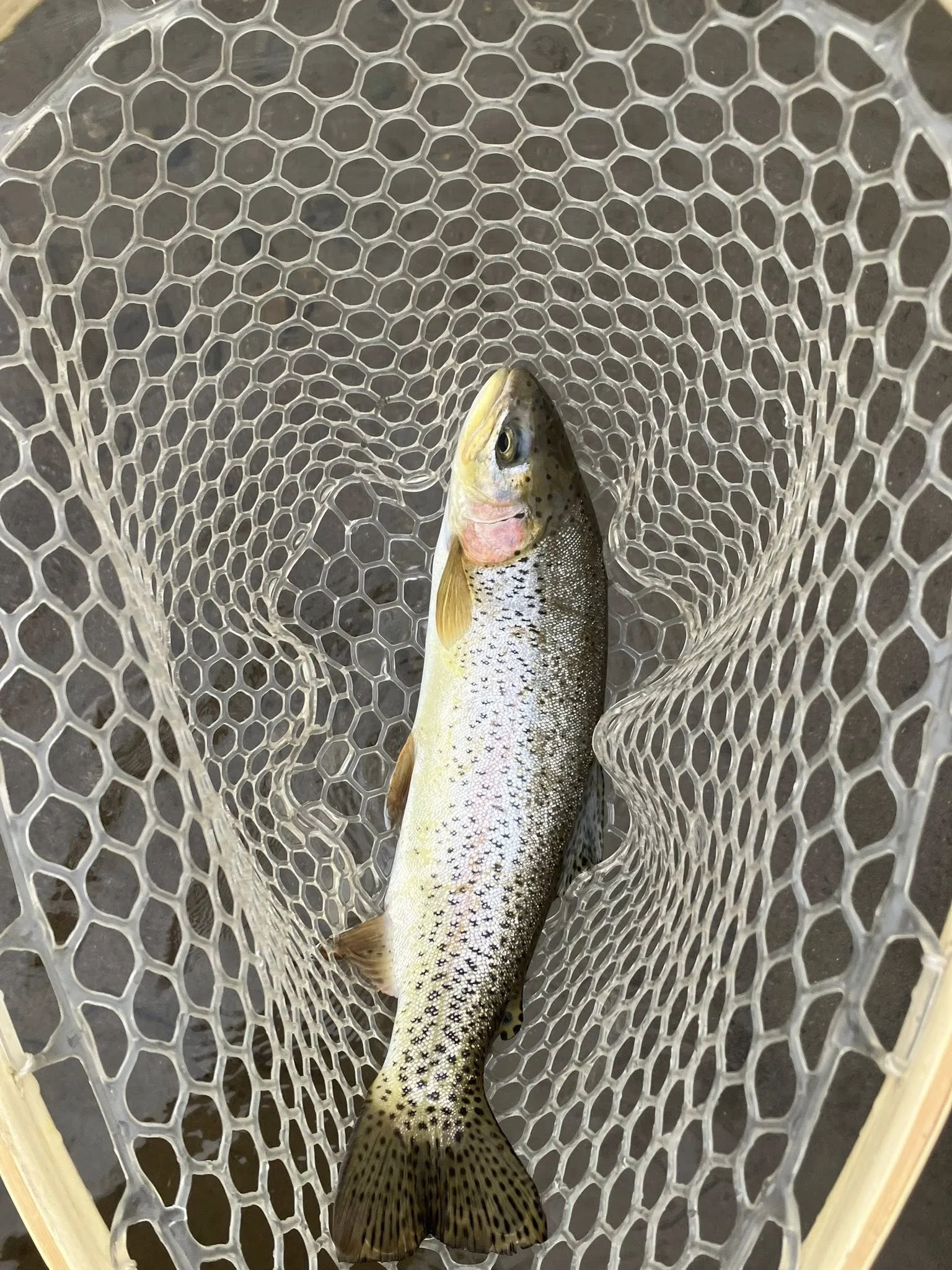 RG Headwaters Rainbow 1.webp
