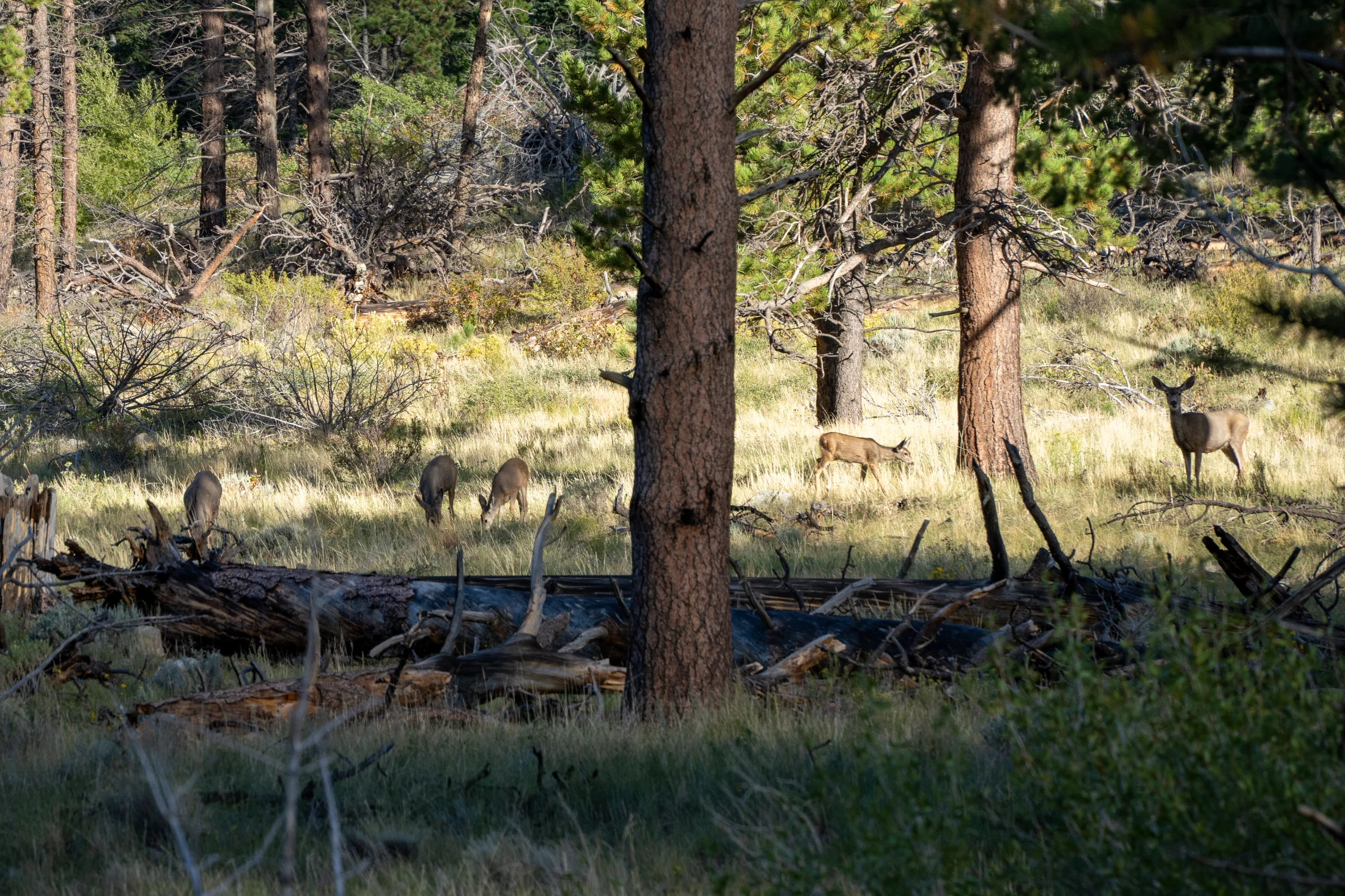 RJL02063.webp