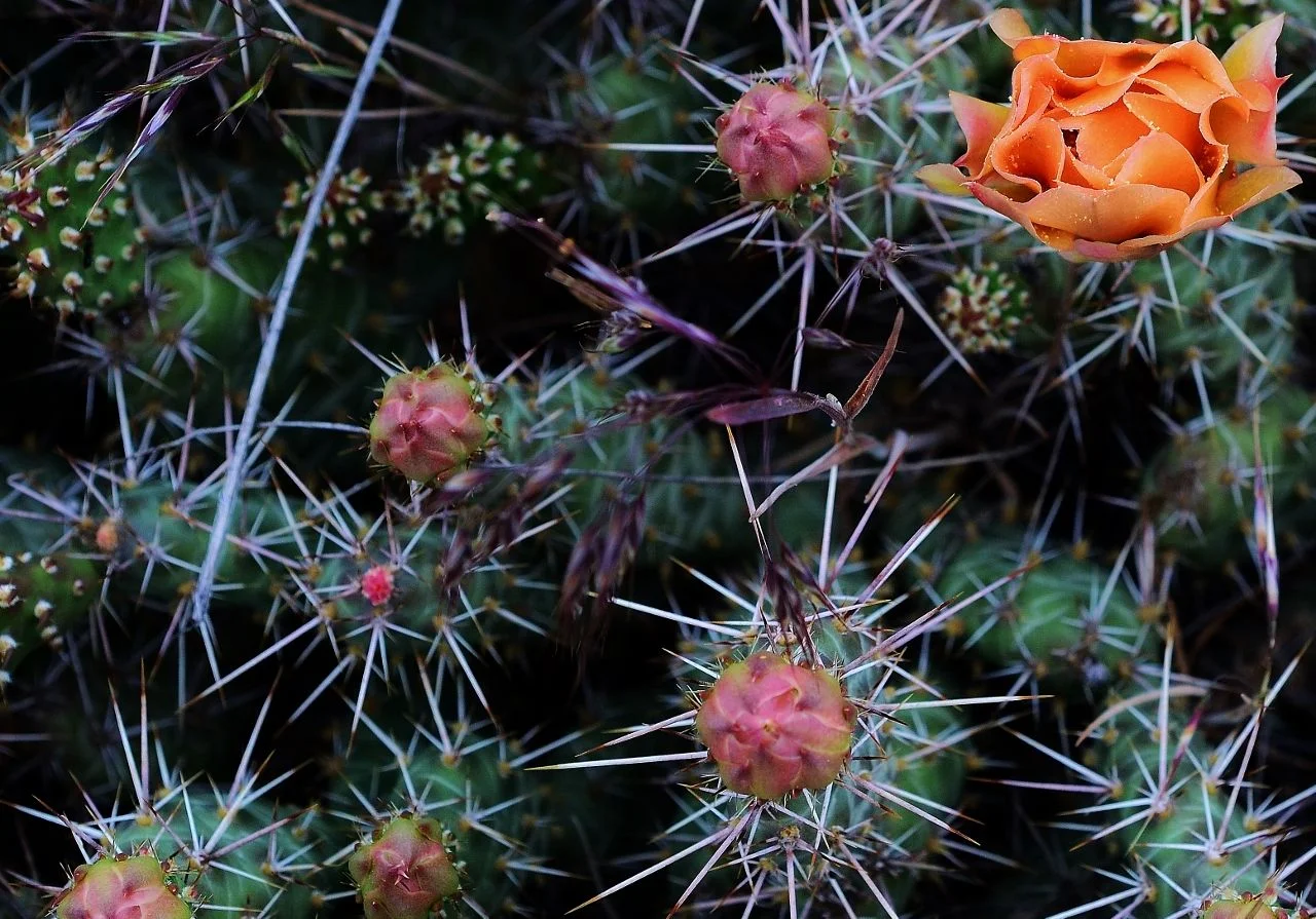 rose among thorns (1280x895).webp