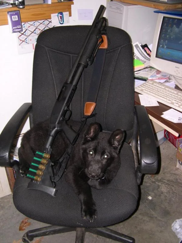 sable2.webp