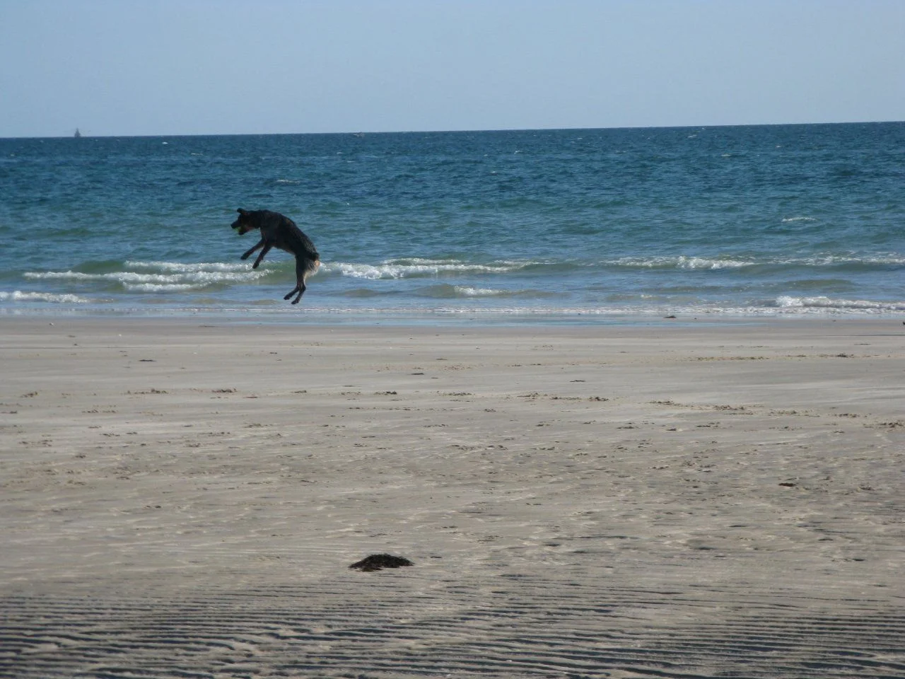 Sam jumping on Mexico.webp