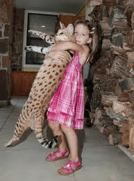 savanna.webp