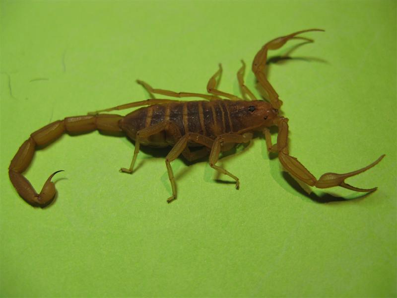 scorpion.JPG
