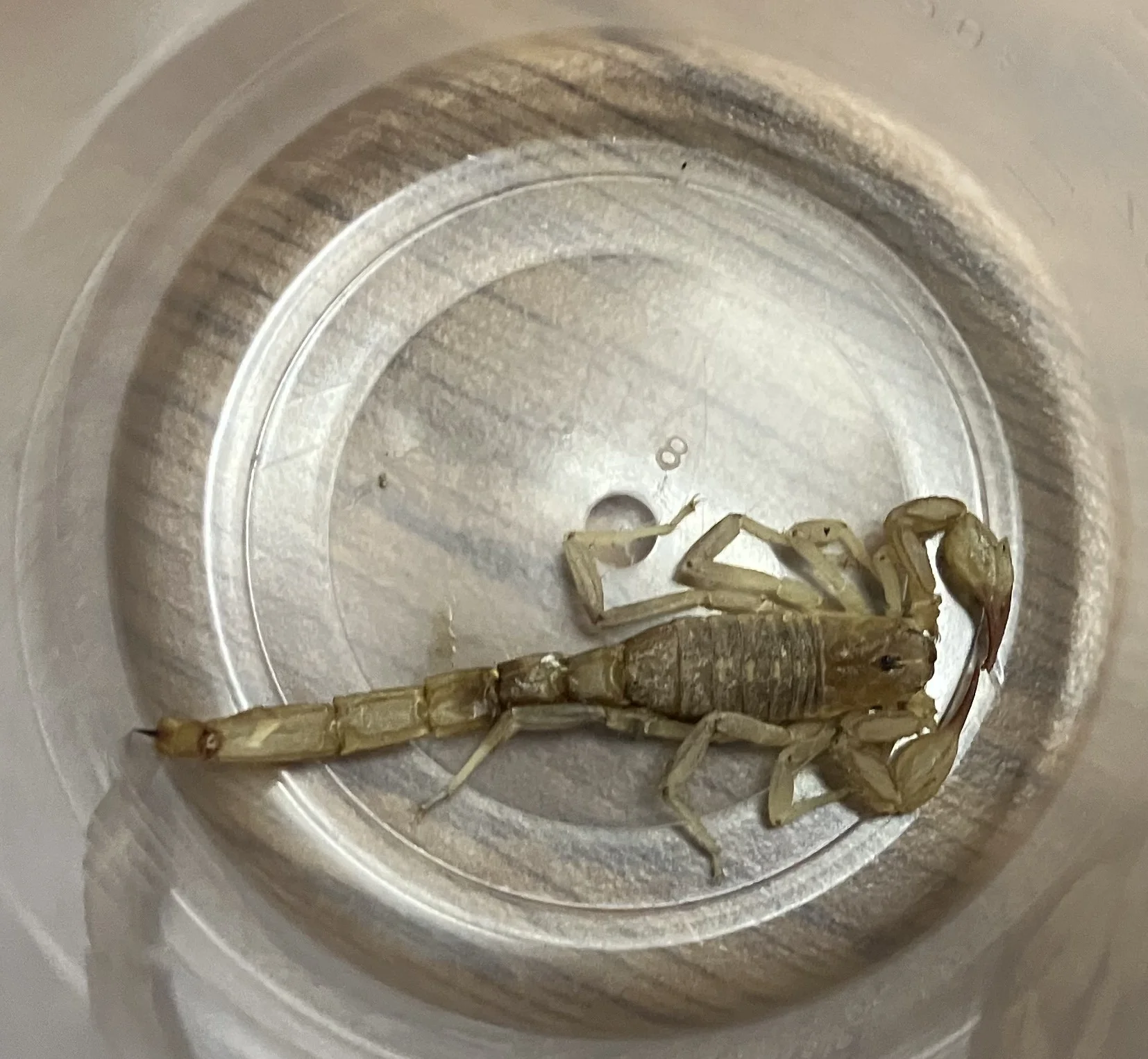 scorpion.webp