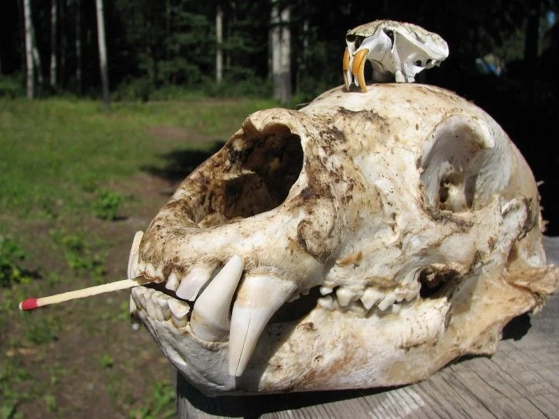 scull.webp