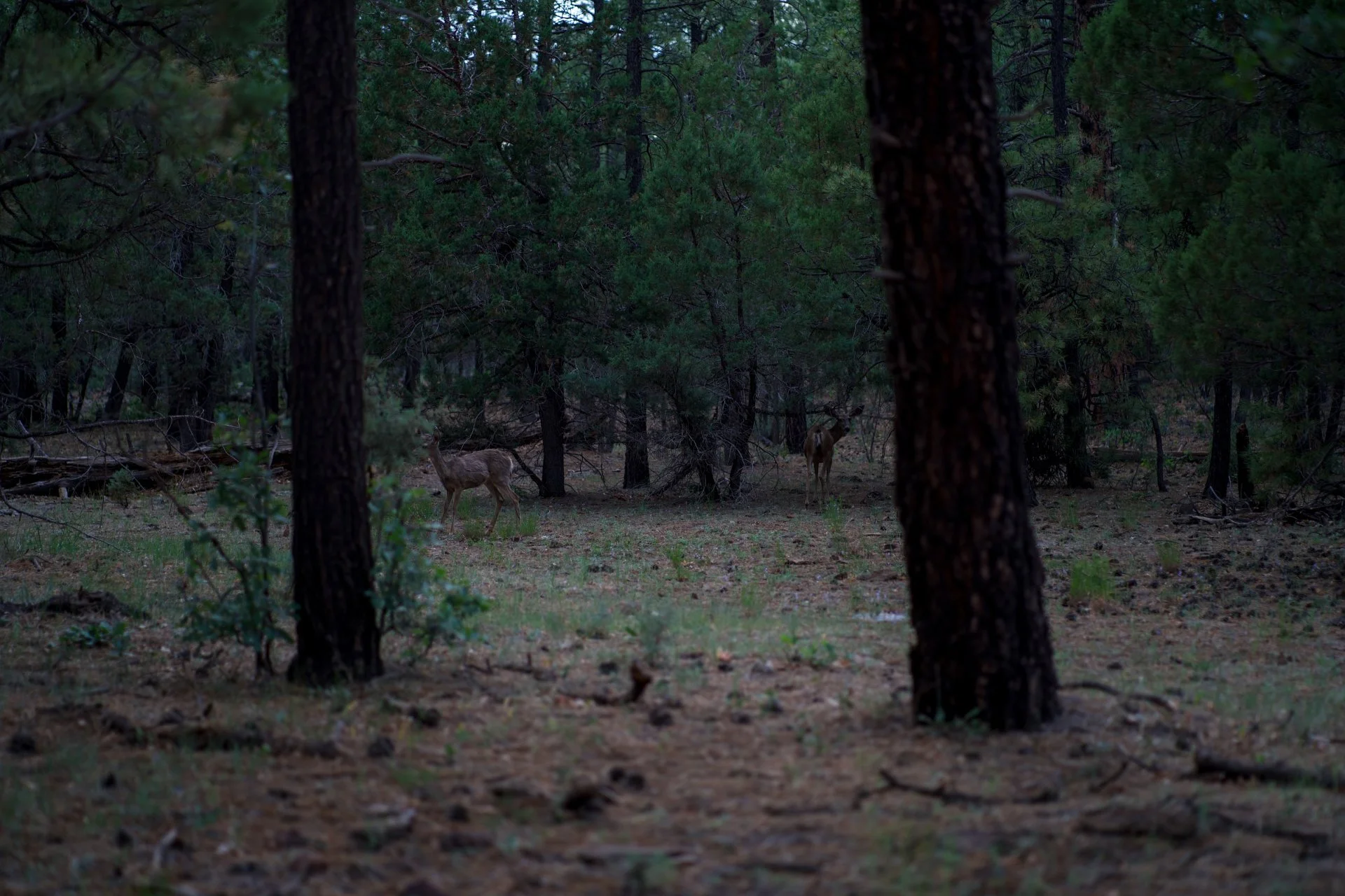 sedona_forest-2.webp