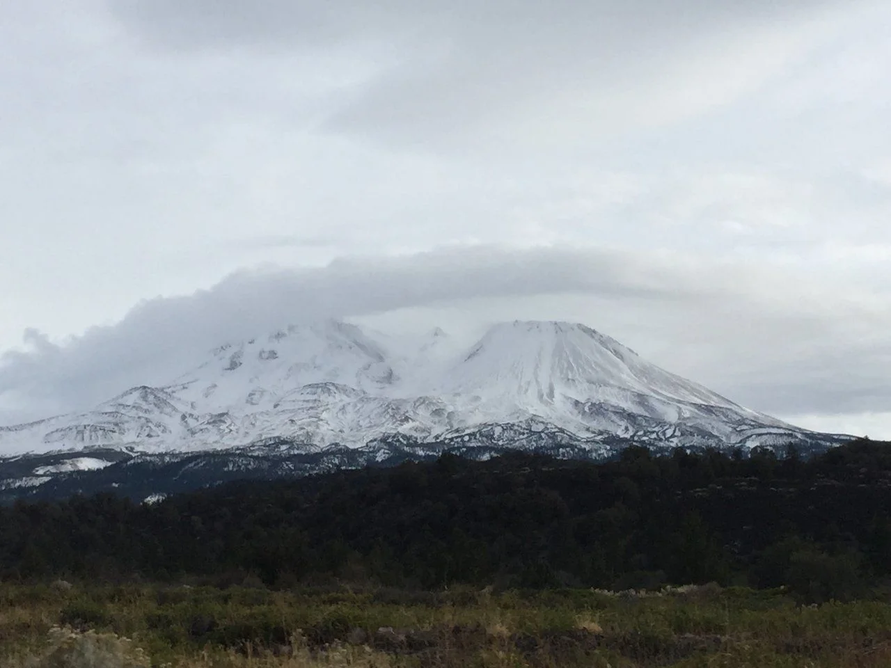 Shasta2.webp