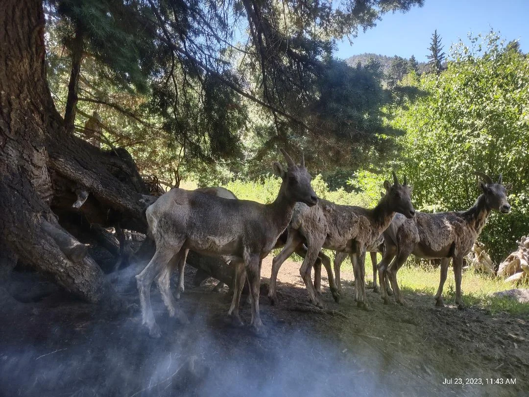 Sheep 3.webp