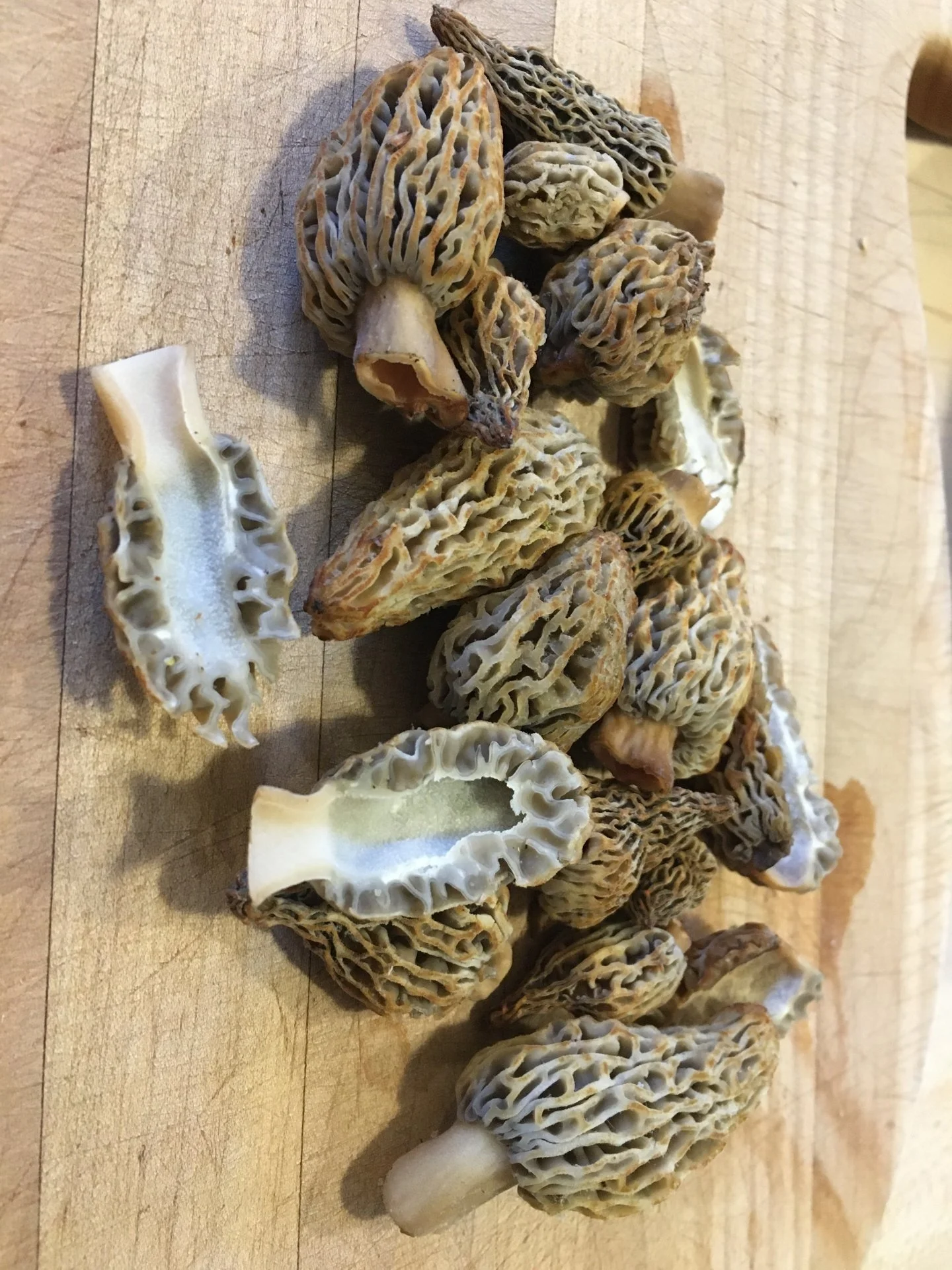 SHROOMS!.webp