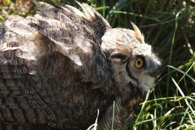 small owl defensive.webp