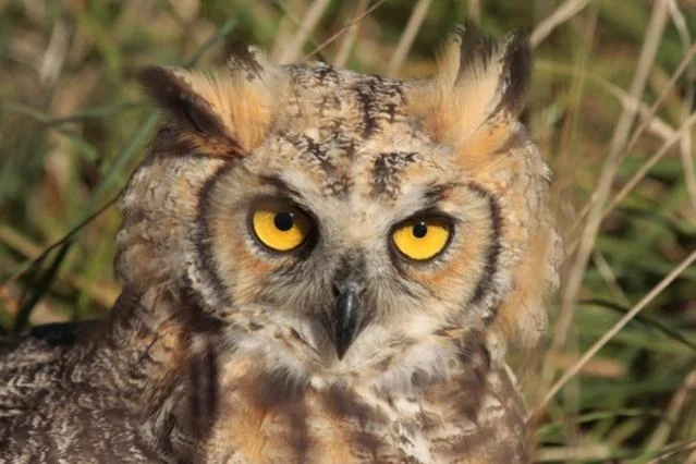 small owl head shot.webp