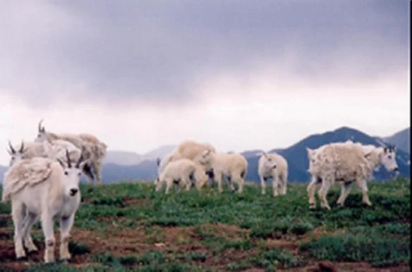 SmallHerd.webp